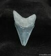 Bone Valley Megalodon Tooth #545-1